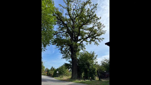 Orzesze szuka nazwy dla swojego pomnika przyrody – weź udział w konkursie