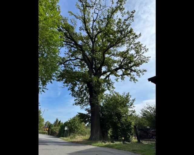 Orzesze szuka nazwy dla swojego pomnika przyrody – weź udział w konkursie