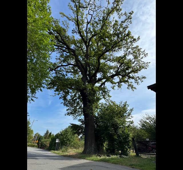 Orzesze szuka nazwy dla swojego pomnika przyrody – weź udział w konkursie