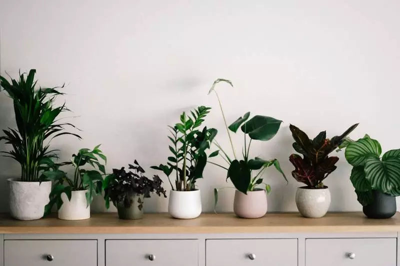 Ogród produktywności: 10 najlepszych roślin do twojego biura