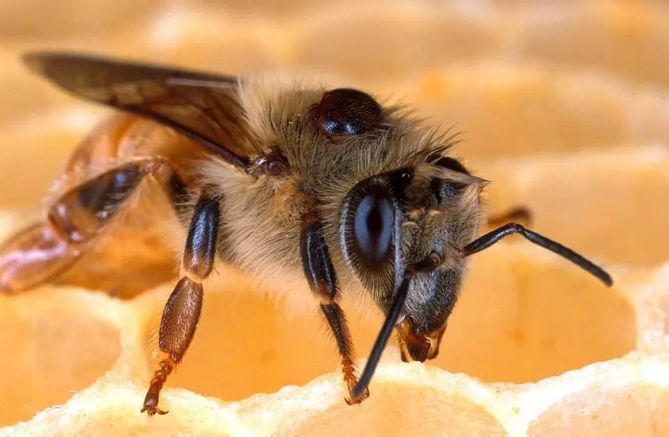Pszczelarze mogą już ubiegać się o wsparcie finansowe / fot. Pixabay