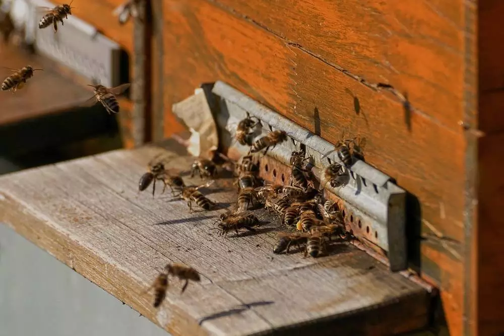 Rusza pomoc dla pszczelarzy