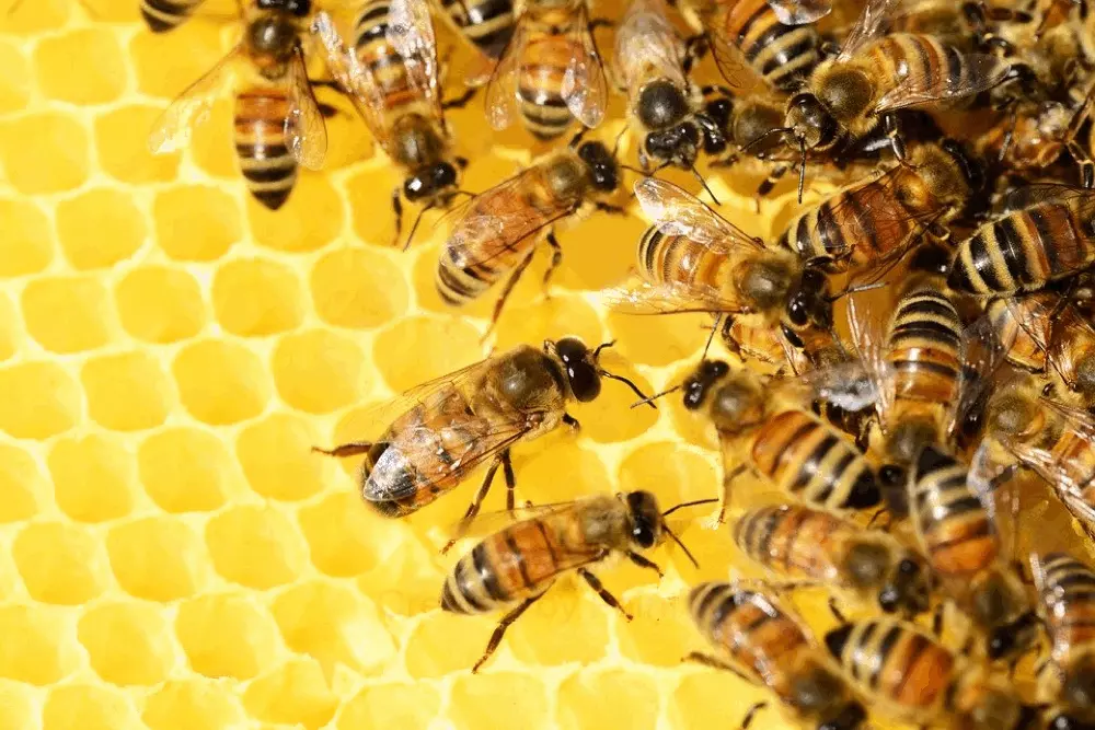 Spotkanie z pszczołami!